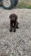 Chesapeake Bay Retriever Puppies for sale in West Haven, UT, USA. price: NA