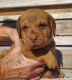 Chesapeake Bay Retriever Puppies for sale in Mountain Home, AR, USA. price: NA