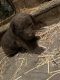 Chesapeake Bay Retriever Puppies for sale in Junction City, KS, USA. price: $1,000