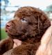 Chesapeake Bay Retriever Puppies for sale in Hudson, FL 34667, USA. price: NA