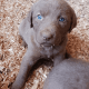 Chesapeake Bay Retriever Puppies for sale in Lebanon, OR 97355, USA. price: $900