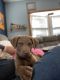Chesapeake Bay Retriever Puppies for sale in Forman, ND 58032, USA. price: NA