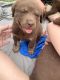 Chesapeake Bay Retriever Puppies for sale in Yulee, FL 32097, USA. price: NA