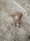 Chesapeake Bay Retriever Puppies for sale in Somerset, CA 95684, USA. price: NA