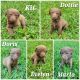 Chesapeake Bay Retriever Puppies for sale in Jacksonville, FL, USA. price: NA