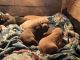 Chesapeake Bay Retriever Puppies for sale in Midvale, ID 83645, USA. price: NA