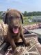 Chesapeake Bay Retriever Puppies