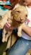 Chesapeake Bay Retriever Puppies for sale in Lexington, TX 78947, USA. price: $500