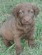 Chesapeake Bay Retriever Puppies for sale in Oregon City, OR 97045, USA. price: NA