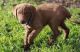 Chesapeake Bay Retriever Puppies for sale in Baltimore, MD, USA. price: NA
