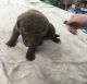 Chesapeake Bay Retriever Puppies for sale in Midway Atoll, United States. price: NA