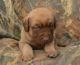 Chesapeake Bay Retriever Puppies for sale in Oregon City, OR 97045, USA. price: NA