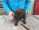 Chesapeake Bay Retriever Puppies for sale in East Los Angeles, CA, USA. price: NA