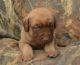 Chesapeake Bay Retriever Puppies for sale in Los Angeles, CA, USA. price: $500
