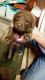 Chesapeake Bay Retriever Puppies for sale in Los Angeles, CA, USA. price: NA