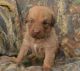 Chesapeake Bay Retriever Puppies for sale in Coral Springs, FL, USA. price: NA