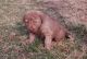 Chesapeake Bay Retriever Puppies for sale in Beaver Creek, CO 81620, USA. price: $50