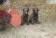 Chesapeake Bay Retriever Puppies for sale in Belfast, Belfast, Belfast, UK. price: 300 GBP