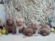 Chesapeake Bay Retriever Puppies for sale in Indianapolis, IN, USA. price: NA