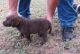 Chesapeake Bay Retriever Puppies for sale in Little Rock, AR, USA. price: NA
