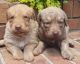 Chesapeake Bay Retriever Puppies for sale in Detroit, MI, USA. price: NA