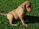 Chesapeake Bay Retriever Puppies for sale in Alma Center, WI 54611, USA. price: NA