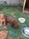 Chesapeake Bay Retriever Puppies for sale in Huntington Beach, CA, USA. price: $300