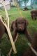 Chesapeake Bay Retriever Puppies for sale in Los Angeles, CA, USA. price: $500
