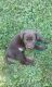 Chesapeake Bay Retriever Puppies for sale in Baywood-Los Osos, CA 93402, USA. price: $500