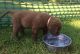 Chesapeake Bay Retriever Puppies for sale in Baywood-Los Osos, CA 93402, USA. price: NA