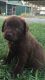Chesapeake Bay Retriever Puppies for sale in Agua Dulce, CA 91390, USA. price: $600