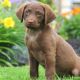 Chesapeake Bay Retriever Puppies for sale in Campus Drive, Stanford, CA 94305, USA. price: NA