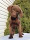 Chesapeake Bay Retriever Puppies for sale in Canton, OH, USA. price: NA