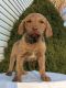Chesapeake Bay Retriever Puppies for sale in Canton, OH, USA. price: NA