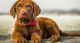 Chesapeake Bay Retriever Puppies for sale in New York, NY, USA. price: NA