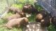 Chesapeake Bay Retriever Puppies for sale in Edison, NJ 08837, USA. price: NA