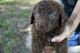 Chesapeake Bay Retriever Puppies for sale in Houston, TX, USA. price: $1,100