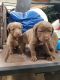 Chesapeake Bay Retriever Puppies for sale in Elkton, KY 42220, USA. price: $900