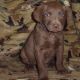 Chesapeake Bay Retriever Puppies for sale in Jackson, MS 39206, USA. price: NA