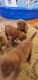 Chesapeake Bay Retriever Puppies for sale in Lasalle, IL, USA. price: NA