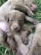Chesapeake Bay Retriever Puppies for sale in Colton, OR, USA. price: NA