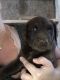 Chesapeake Bay Retriever Puppies for sale in Marengo, IA 52301, USA. price: $700