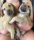 Chesapeake Bay Retriever Puppies for sale in Sacramento, CA, USA. price: NA