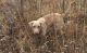 Chesapeake Bay Retriever Puppies for sale in Winamac, IN 46996, USA. price: NA