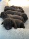 Chesapeake Bay Retriever Puppies for sale in Columbus, MS, USA. price: NA