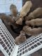 Chesapeake Bay Retriever Puppies for sale in Littleton, CO 80126, USA. price: NA