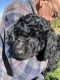 Chessie Doodle Puppies for sale in Filer, ID 83328, USA. price: $750