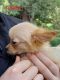 Chiapom Puppies for sale in Winona, MN 55987, USA. price: $1,000