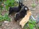 Chiapom Puppies for sale in Winona, MN 55987, USA. price: NA