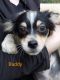 Chiapom Puppies for sale in Winona, MN 55987, USA. price: $700